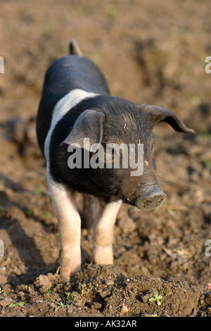 Freerange British Saddleback Piglet - Oxfordshire, UK Banque D'Images