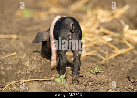 Freerange British Saddleback Piglet Oxfordshire UK Banque D'Images