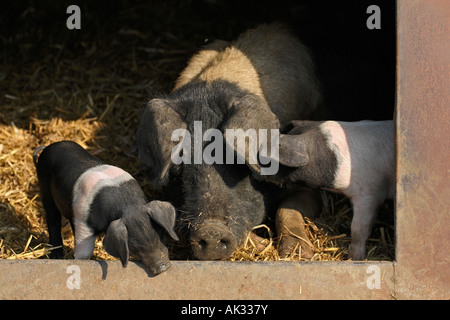 Freerange British Saddleback porcelets avec la mère - Oxfordshire, UK Banque D'Images