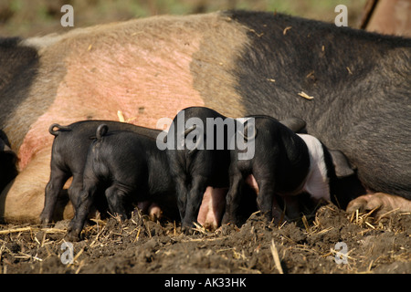 Freerange British Saddleback Alimentation porcelets - Oxfordshire, UK Banque D'Images