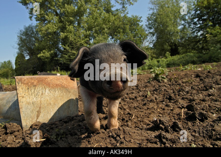 Freerange British Saddleback Piglet - Oxfordshire, UK Banque D'Images