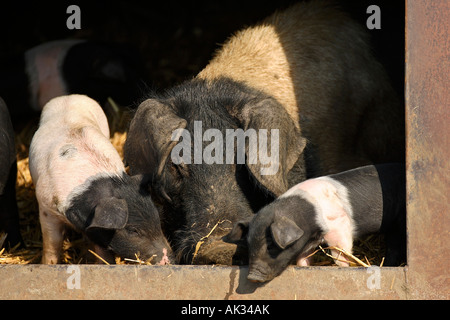 Freerange British Saddleback porcelets avec la mère - Oxfordshire, UK Banque D'Images