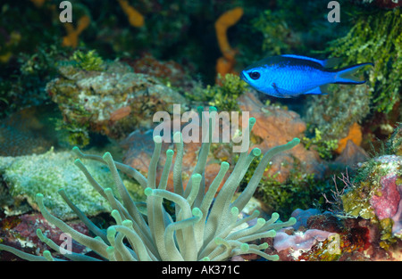 Cromis bleu dans l'eau dans les jardins Palencar divesite Cozumel mexique Banque D'Images