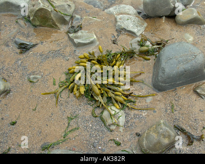 Algues sur une plage, algues Bladderwrack Fucus Vesiculosus, faune marine littoral littoral britannique. Lavernock pays de Galles Banque D'Images