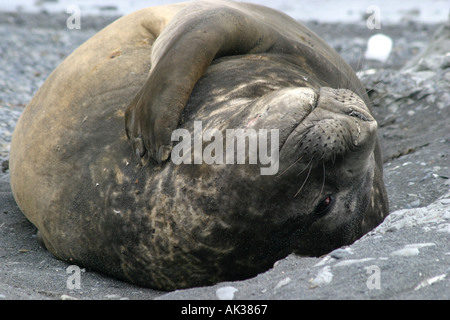 L'éléphant de sommeil béat sur l'île de la carcasse dans les Malouines ,sont un favori avec les passagers de croisière antarctique Banque D'Images