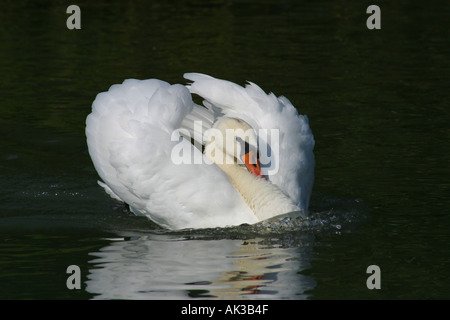 Mâle adulte cygne muet dans une posture agressive Banque D'Images