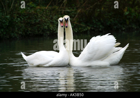 Paire de Swans muet (Cygnus olor) dans la cour Banque D'Images