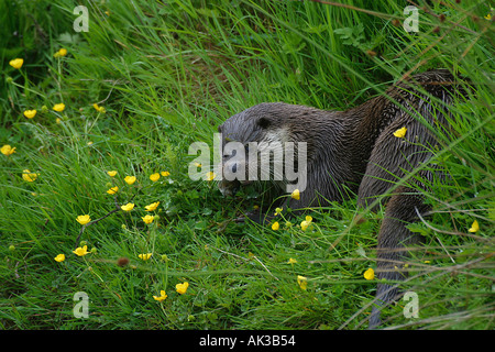 Otter avec du poisson fraîchement pêché sur berge Banque D'Images