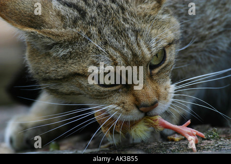 Un (captive) British Wildcat (Felis sylvestris) avec une vieille journée poussin dans sa bouche Banque D'Images