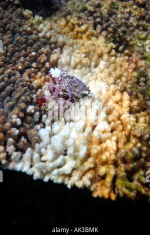 Corail pourpre-manger les escargots (Drupella cornus) se nourrit de corail, récif de Ningaloo Marine Park, Australie occidentale Banque D'Images