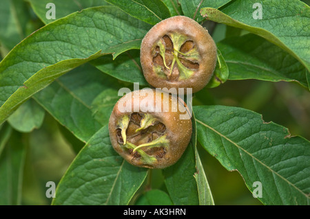 Fruits nèfle nèfle mûre-arbre MESPILUS GERMANICA L deux mispel 2 Banque D'Images