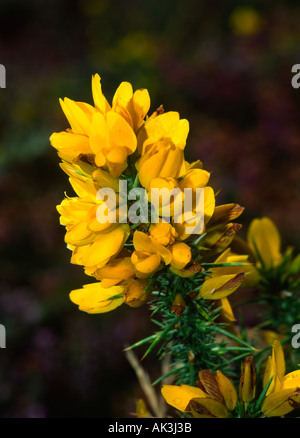 Fleurs d’ajoncs Banque D'Images