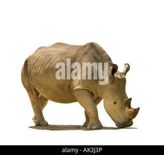 Rhinocéros blanc rhinocéros portrait découpe rhino square lipped rhinoceros wild asian rhino rhinoceros indien Asie COPYSPACE Banque D'Images