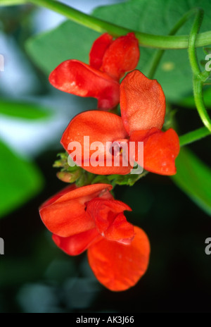 Fleurs de haricot Banque D'Images