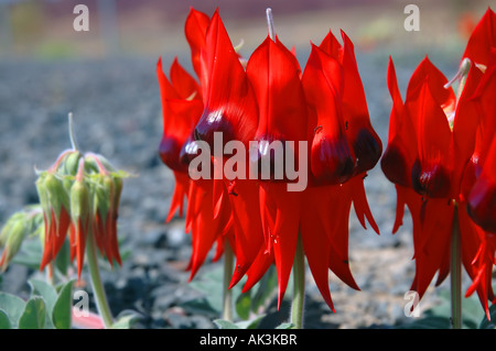 Fleurs spectaculaires de la Sturt Desert Pea (Swainsona formosa), péninsule de Burrup, région du Pilbara, Australie occidentale Banque D'Images