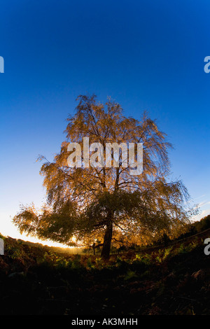 Couleurs d'Automne Couleurs d'automne à travers feuilles rougeoyante de Silver Birch Tree en fin d'après-midi, lumière contre ciel bleu Shropshire Engla Banque D'Images