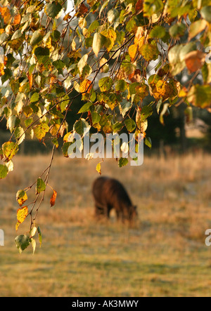 Poney d'un pâturage dans un champ à travers les feuilles d'automne Banque D'Images