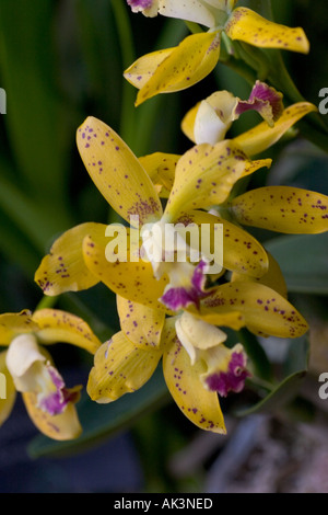 Diplocentrus orchidée Cattleya x esalgaeana Thospot Banque D'Images