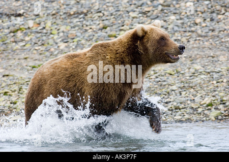 Ursor arctos Ours brun d'Alaska Katmai Août Banque D'Images