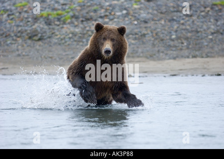 Ursor arctos Ours brun d'Alaska Katmai Août Banque D'Images