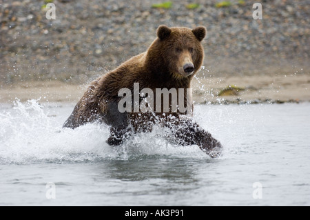 Ursor arctos Ours brun d'Alaska Katmai Août Banque D'Images