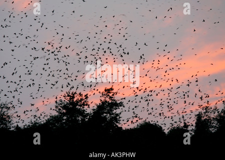 Purple Martin troupeau au lac Murray Caroline du Sud Banque D'Images