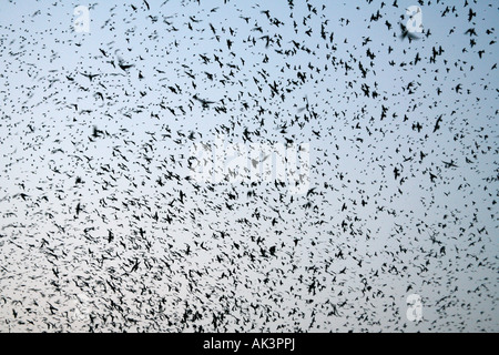 Purple Martin troupeau au lac Murray Caroline du Sud Banque D'Images