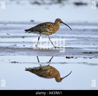 Curlew Numenius arquata se nourrissant sur les vasières Northumberland Lindisfarne hiver UK Banque D'Images