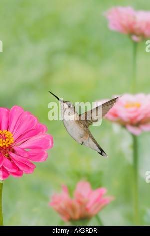 Colibri à gorge rubis femelle à la verticale Banque D'Images