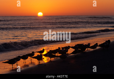 La sterne Royale Sandwich Floride Sanibel Banque D'Images