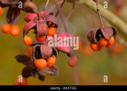 Fruit de l'arbre de fusée Euonymus oxyphyllus Banque D'Images