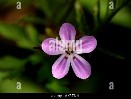 HERB Robert (Geranium robertianum) Banque D'Images