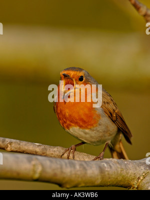 Erithacus rubecula aux abords en chanson de printemps de Kent Banque D'Images