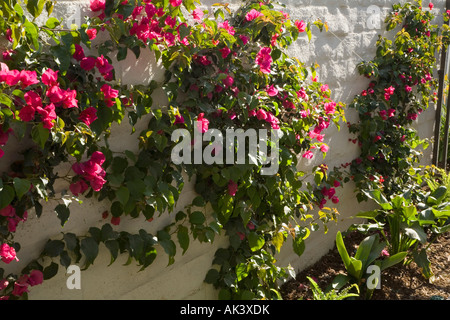 Mur de brique couvrant de fleurs Banque D'Images