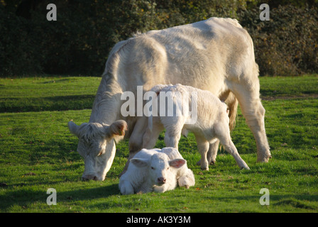 Roaming gratuit vache Charolaise et veaux, New Forest, Hampshire, Angleterre, Royaume-Uni Banque D'Images