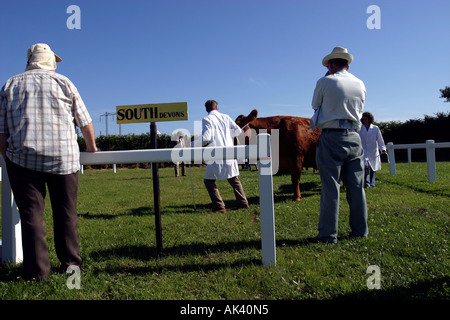 Les juges au niveau local montrent UK A en juger les bovins. Banque D'Images