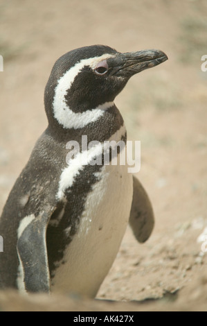 Un Martin-Pêcheur Pie à sa colonie dans la lagune Caleta Valdes, la Péninsule de Valdès, Patagonie, Argentine. Banque D'Images