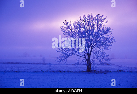 Lonly tree à aube dans l'hiver Banque D'Images