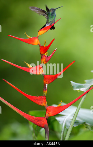 Plumeleteer à ventilation blanche, Chalybura buffonii micans, sur une fleur d'Heliconia dans la forêt tropicale du parc métropolitain, Panama City, République du Panama. Banque D'Images