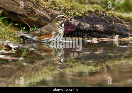 Redwing Turdus iliacus par pond permanent avec l'eau potable en réflexion Potton Bedfordshire Banque D'Images