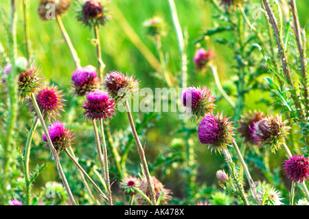 Musk thistle Carduus natans aka fleurs en soie de chardon chardon penché Banque D'Images