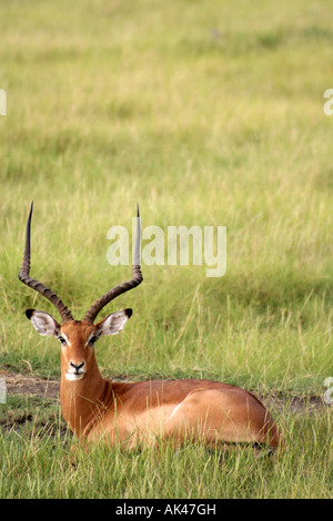 Impala (Aepyceros melampus) au Parc National du lac Manyara en Tanzanie Afrique de l'Est Banque D'Images