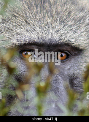 Close up le visage et les yeux de babouin Chacma à Lake Manyara National Park en Tanzanie, Afrique de l'Est Banque D'Images