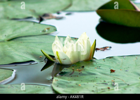 Nénuphar blanc et de nénuphars sur le lac Banque D'Images