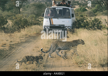 Léopard femelle et deux oursons traversant une voie juste en avant d'un minibus dans la réserve nationale de Samburu, Kenya Afrique de l'Est Banque D'Images
