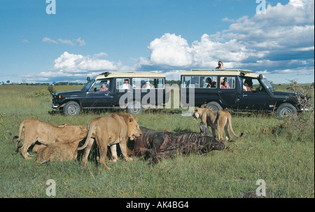 Toyota Landcruisers avec deux clients touristiques près de lion de fierté à tuer le Masai Mara National Reserve Kenya Banque D'Images