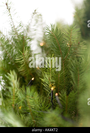 Les lumières de Noël sur l'arbre de Noël, close-up Banque D'Images