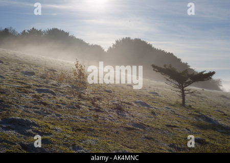 Un brouillard épais sur Watlington Hill. L'Oxfordshire. Chilterns. L'Angleterre. United Kingdom. La Grande-Bretagne. Banque D'Images