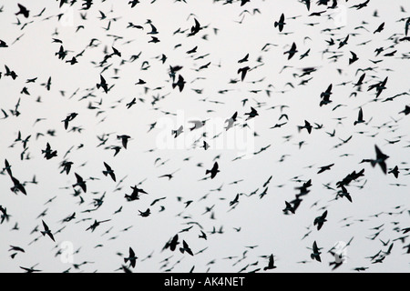 Purple Martin troupeau au lac Murray Caroline du Sud Banque D'Images