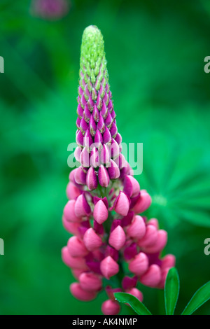 Lupin rose à fleurs en été border Banque D'Images